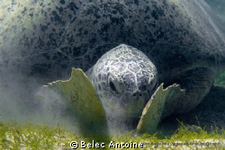 Tortue verte
Mayotte by Belec Antoine 